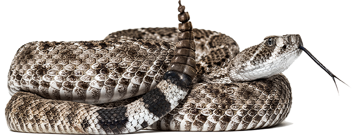 Coiled Rattlesnake